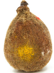 Ekakshi Nariyal