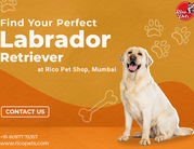Buy Your Ideal Labrador Retriever at Rico Pet Shop Mumbai 